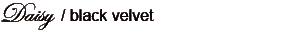 Daisy / black velvet